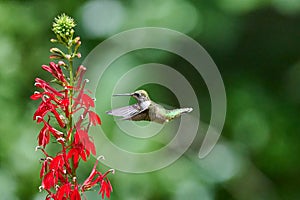 Juvenile male Ruby-throated Hummingbird rchilochus colubris feeding on a cardinal flower Lobelia cardinalis