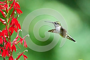 Juvenile male Ruby-throated Hummingbird rchilochus colubris feeding on a cardinal flower Lobelia cardinalis