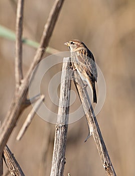 A juvenile male Spanish Sparrow