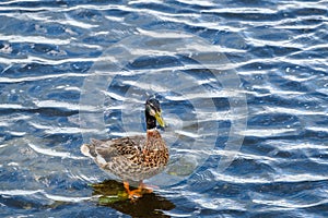 Juvenile Mallard Duck Knee Deep in Lake Pontchartrain
