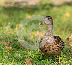 Juvenile Mallard Duck in Lamarche, Lac St-Jean