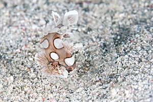 Juvenile Many-Spotted Sweetlips Underwater