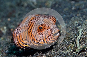 Juvenile map puffer fish