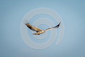 Juvenile martial eagle crosses clear blue sky