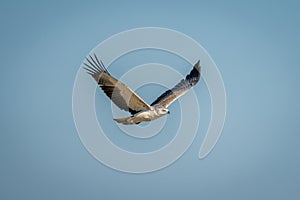 Juvenile martial eagle crosses perfect blue sky