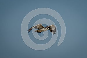 Juvenile martial eagle flies across blue sky