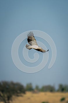 Juvenile martial eagle flies across grassy plain