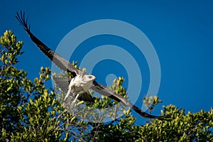 Juvenile martial eagle flies off from tree
