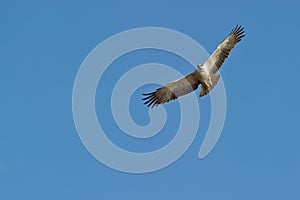 A juvenile Martial Eagle on flight