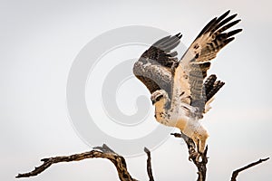 Juvenile Martial Eagle landing