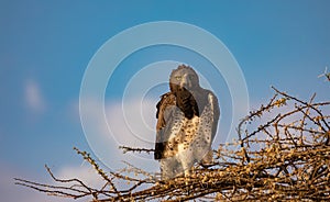 Juvenile martial eagle, Polemaetus bellicosus, a vulnerable species, perched on branches of budding acacia tree with blue sky bac