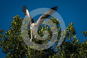 Juvenile martial eagle takes off from branch