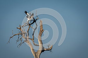 Juvenile martial eagle takes off from tree
