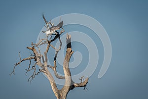 Juvenile martial eagle taking off from tree