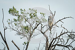 Juvenile martial eagle in tree turns head