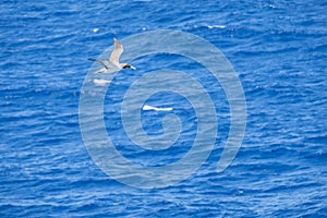 Juvenile Masked Booby Flying Over the Caribbean Sea 1