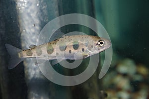 Juvenile masu salmon photo