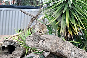 Juvenile Meerkats (Suricata suricatta) in a zoo : (pix Sanjiv Shukla)