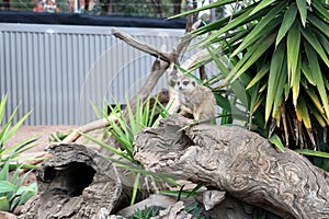 Juvenile Meerkats (Suricata suricatta) in a zoo : (pix Sanjiv Shukla)