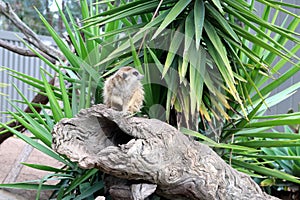 Juvenile Meerkats (Suricata suricatta) in a zoo : (pix Sanjiv Shukla)