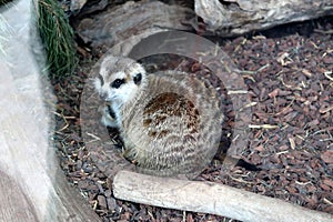 Juvenile Meerkats (Suricata suricatta) in a zoo : (pix Sanjiv Shukla)