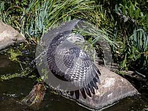 A Juvenile Migratory Common Black Hawk Buteogallus anthracinus Hunting From Rocks