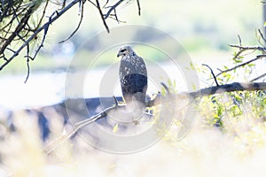 A Juvenile Migratory Common Black Hawk Buteogallus anthracinus Hunting From Trees