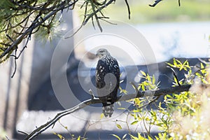 A Juvenile Migratory Common Black Hawk Buteogallus anthracinus Hunting From Trees