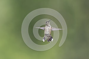 Juvenile with Missing Tail Feathers