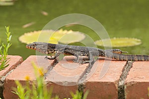 Juvenile Monitor Lizard