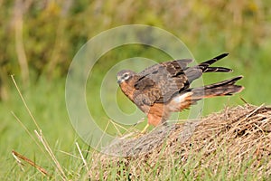 Juvenile Montagus harrier flapping wings at the meadow