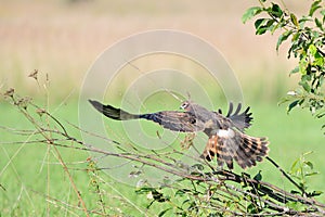 Juvenile Montagus harrier take-off