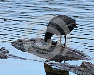 Juvenile Moor Hen swimming