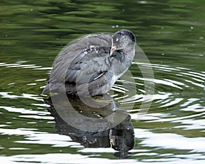 Juvenile Moor Hen swimming