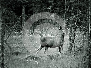 Juvenile Moose in wood