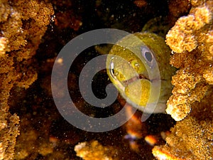 Juvenile Morey eel