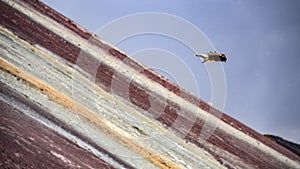 Juvenile Mountain Caracara on Vinicunca `Rainbow Mountain`. Cusco, Peru