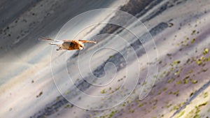 A Juvenile Mountain Caracara birds on Vinicunca `Rainbow Mountain`. Cusco, Peru