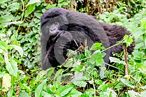 Juvenile mountain gorilla peering through the vegetation