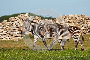 Juvenile mountain zebra pair