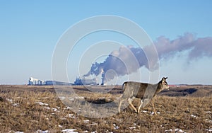 Juvenile mule deer fawn against industrial plant