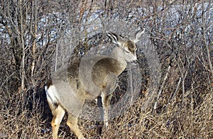 Juvenile mule deer feeding on small tree shoots