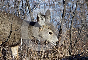 Juvenile mule deer head shot