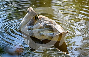 A juvenile mute swan swims on a lake
