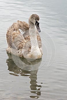 A juvenile mute swan on the River Itchen