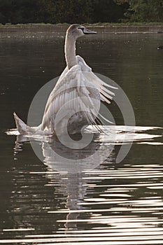 A juvenile mute swan on Southampton Common