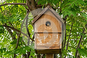 Juvenile nestling blue tit bird, cyanistes caeruleus, looking out of nest box calling for parents and dinner