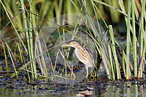 Juvenile night heron