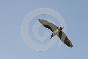 A juvenile night heron flying in the sky