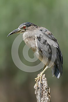 juvenile Night Heron Nycticorax nycticorax sitting on a branch.